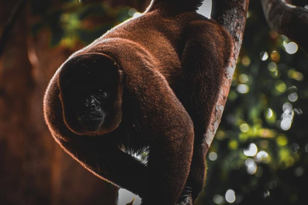 Jungle trek