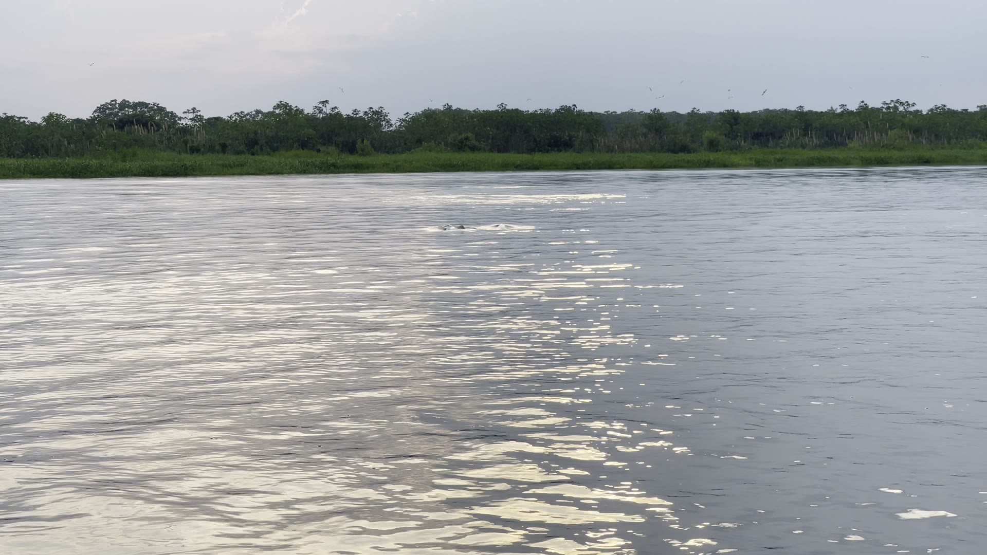 Pink river dolphins surfacing beside the canoe